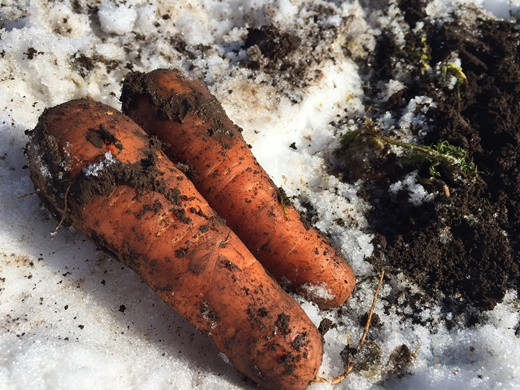 春になったら収穫します