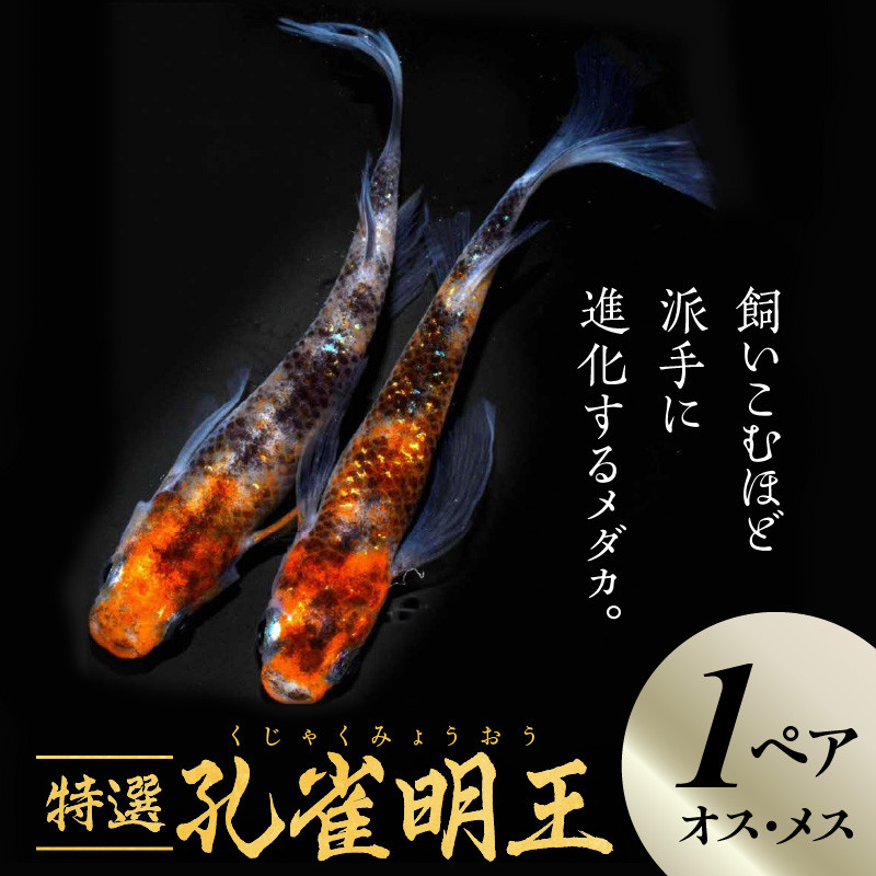 松井ヒレ長の優雅なヒレ伸びと墨の上がりや美白、朱赤などが特徴。※お渡しするのはオス・メスの1ペア。