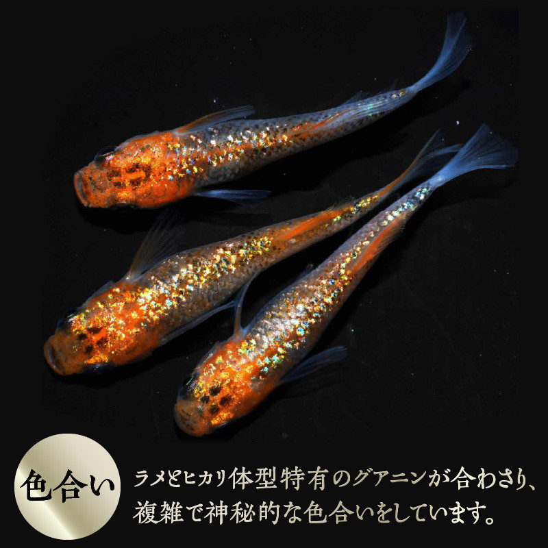 オーロララメのヒカリ体型、背中や胴回りにシルバー光沢があり横見も美しいメダカ。※お渡しするのはオス・メスの1ペア。