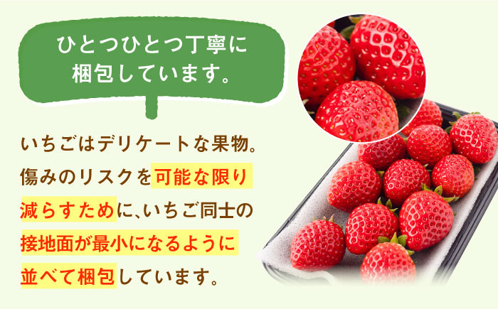 産地直送！佐賀県白石町産 いちごさん！