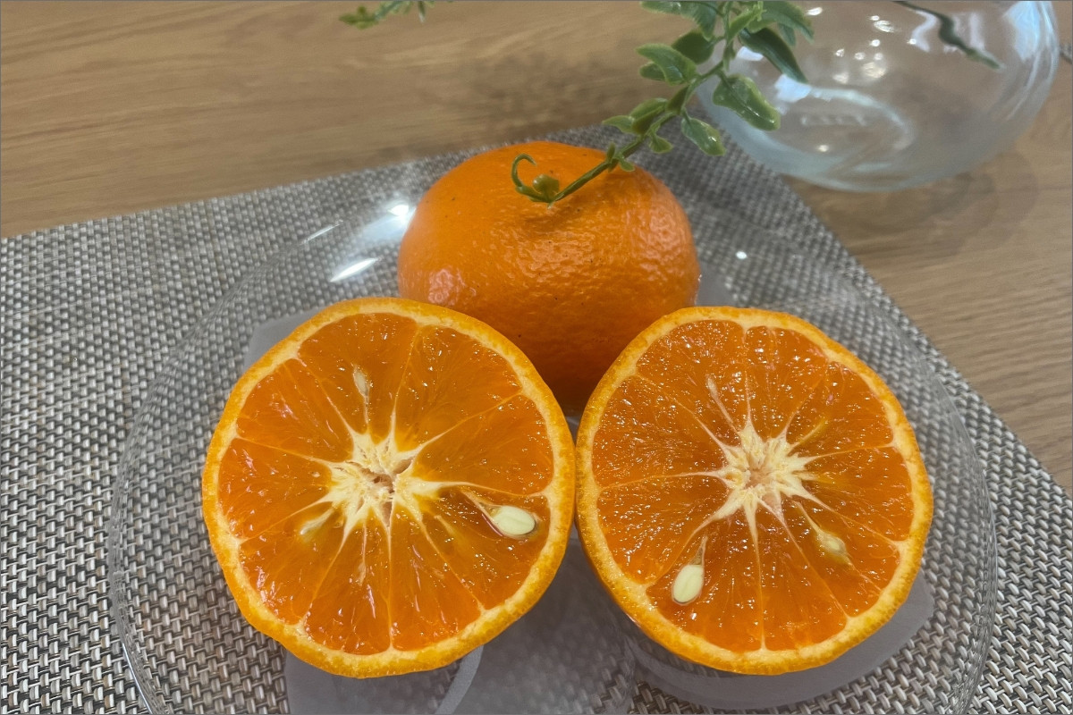 【2026年発送 先行予約品】