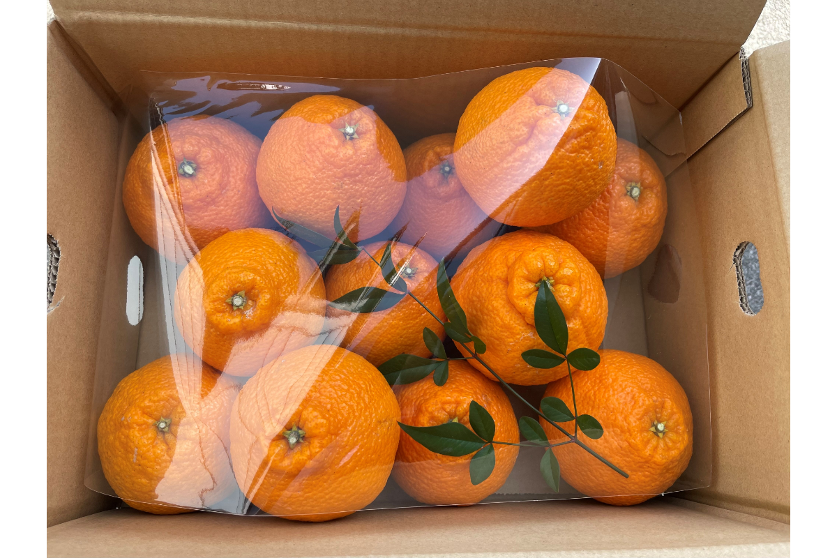 【2026年発送 先行予約品】