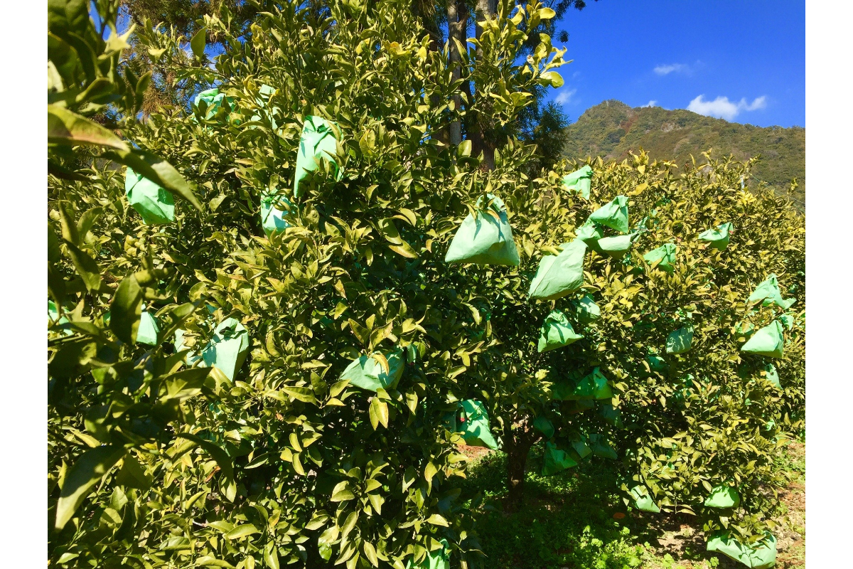 【2026年発送 先行予約品】