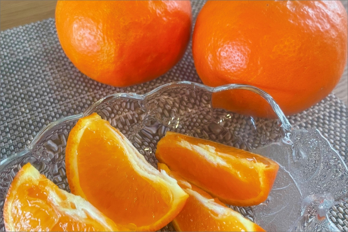 【2026年発送 先行予約品】