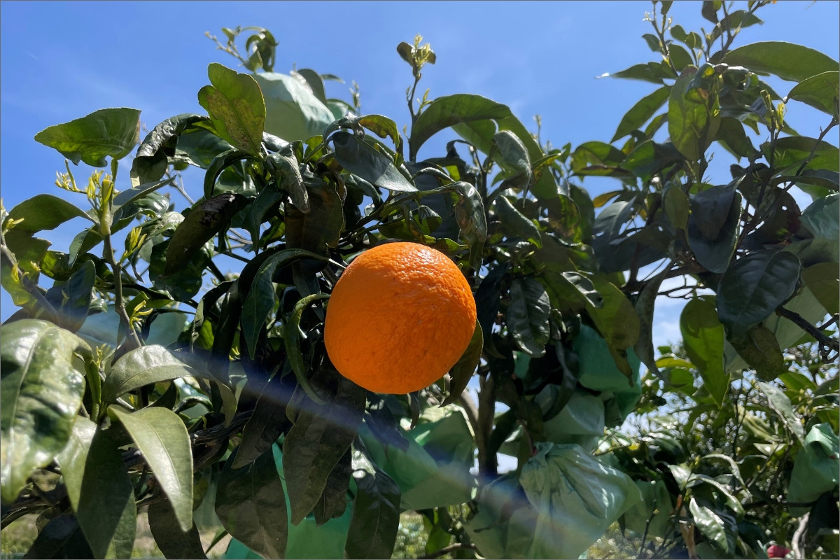 【2026年発送 先行予約品】