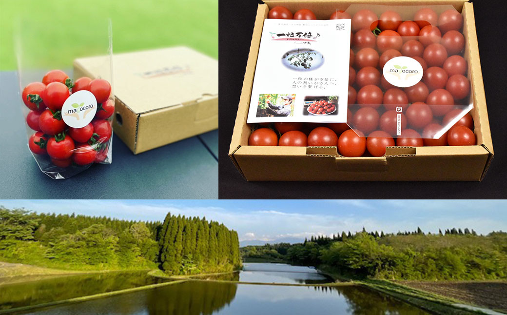 お試しサイズ まごころミニトマトの宝石箱 800g (約40~60玉)