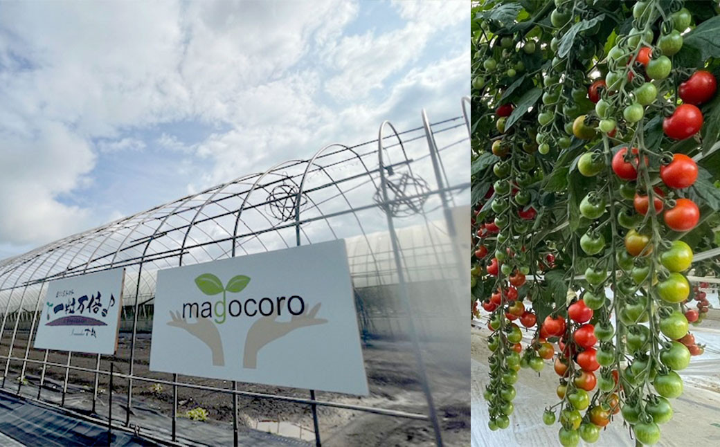 お試しサイズ まごころミニトマトの宝石箱 800g (約40~60玉)