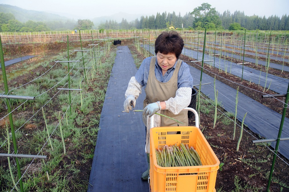 奥羽山脈の山々に囲まれた自然豊かな西和賀町で、早朝の朝靄のなか収穫