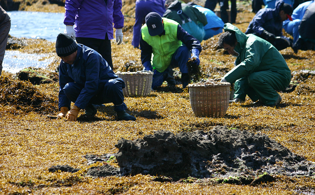 黒潮に洗われて生育した「房州ひじき」は茎が太く長くしっかりと育ちます。年に数日しか収穫できない希少な国産天然ひじきです。