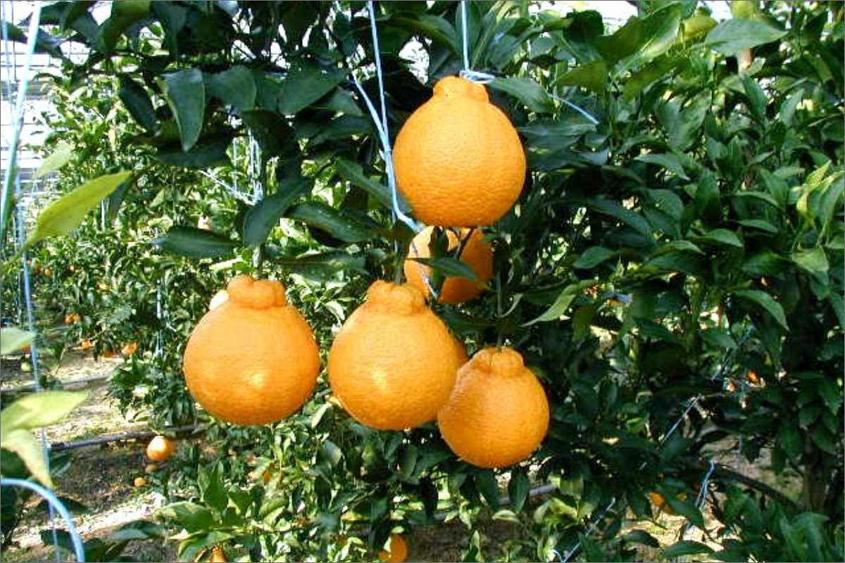 【2026年発送 先行予約品】