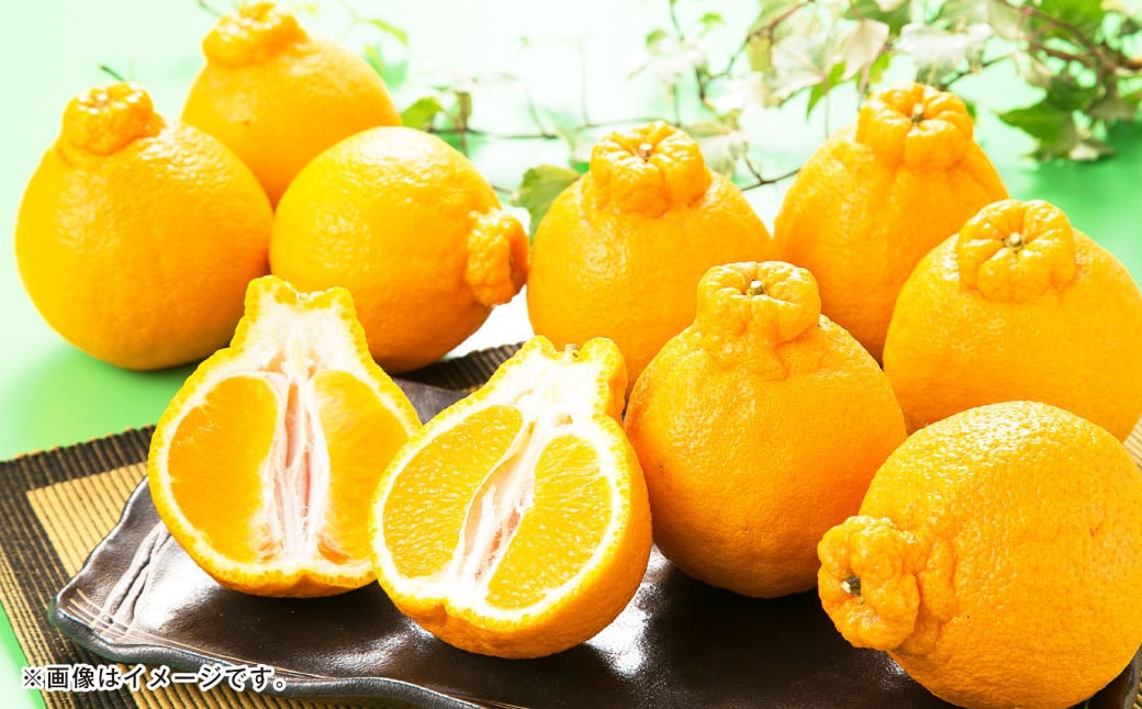 熊本県産 デコポン 5kg