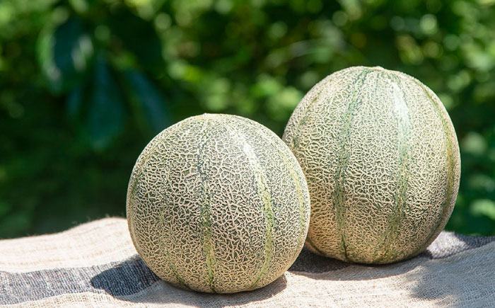 メロン めろん アムスメロン 果物 くだもの 果実 フルーツ デザート ギフト