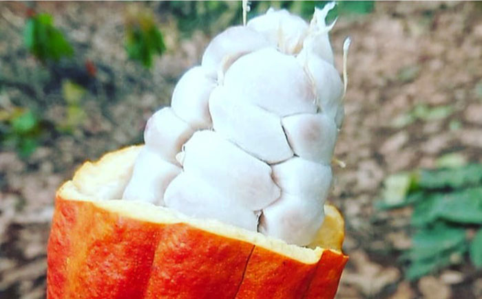 チョコレート ギフト 詰め合わせ チョコ ケーキ スフレ バレンタイン ギフト