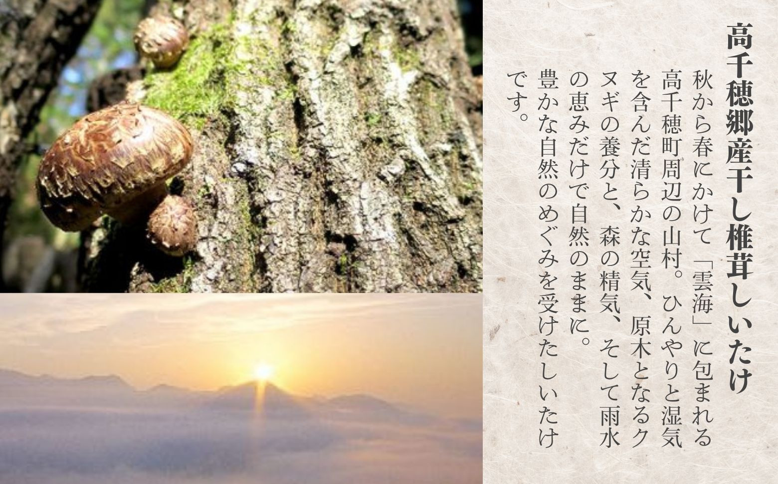 生産者と山を守り持続可能な栽培を続ける真似できない高千穂郷産干ししいたけ