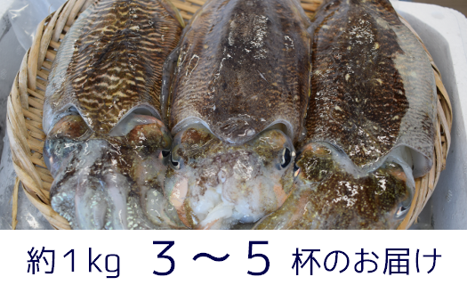 地域おこし協力隊OBの漁師が、築上町の海の幸をお届けします。