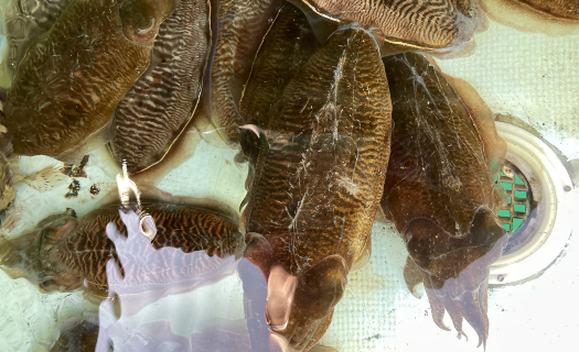 地域おこし協力隊OBの漁師が、築上町の海の幸をお届けします。