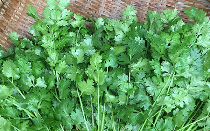 国産 パクチー エスニック アジアン オーガニック野菜
