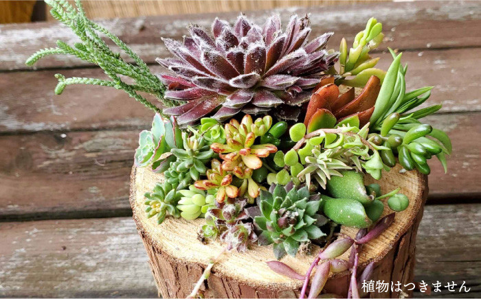 糸島 植木鉢 植物 花 インテリア ガーデニング