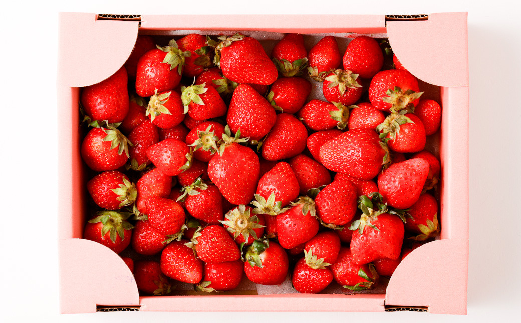 【2023年11月下旬発送開始】完熟 朝どれ 農家直送「ゆうべに」訳あり 1キロ 詰め合わせ 苺 イチゴ 熊本県産