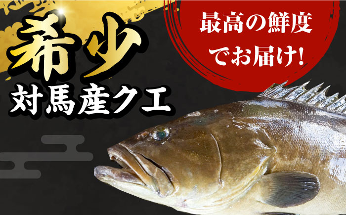 くえ 高級魚 アラ 魚 クエ クエ鍋 刺身 天然 希少 冷凍 対馬 長崎 九州 つしま 対馬市 海鮮