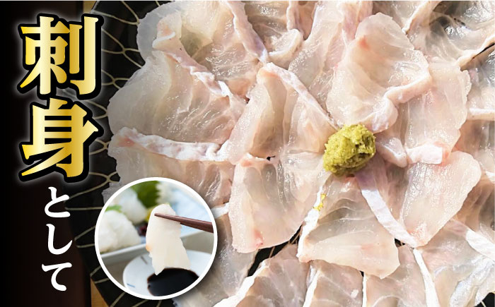 くえ 高級魚 アラ 魚 クエ クエ鍋 刺身 天然 希少 冷凍 対馬 長崎 九州 つしま 対馬市 海鮮