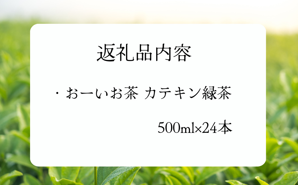 A-519 おーいお茶カテキン緑茶 500ml×24本 ペットボトル 自販機用 伊藤園