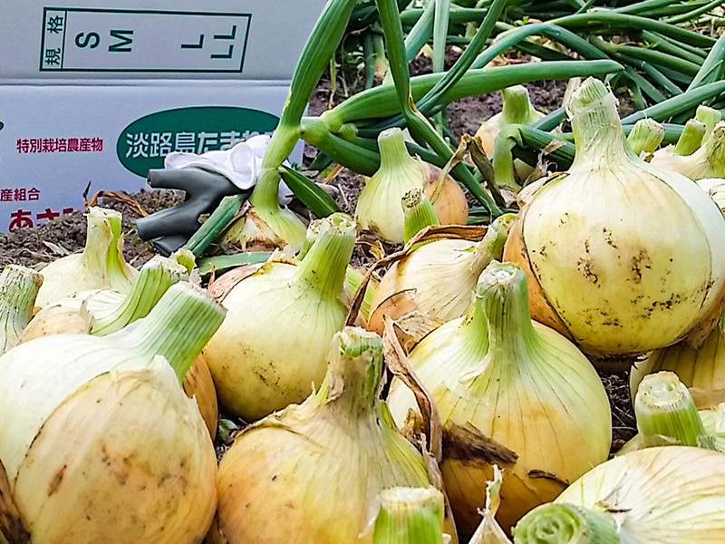 【あさひサンファーム】【大玉10㎏】兵庫県認証★特別栽培★淡路島新たまねぎ