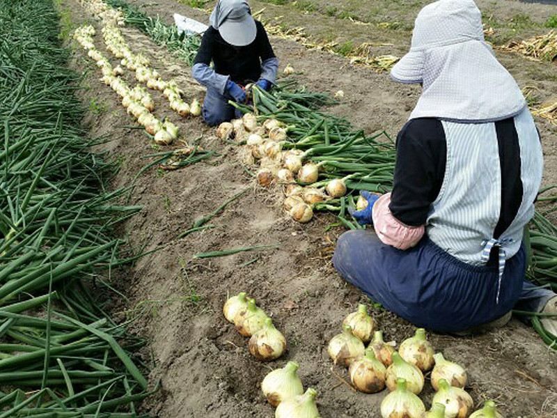 【あさひサンファーム】【大玉10㎏】兵庫県認証★特別栽培★淡路島新たまねぎ
