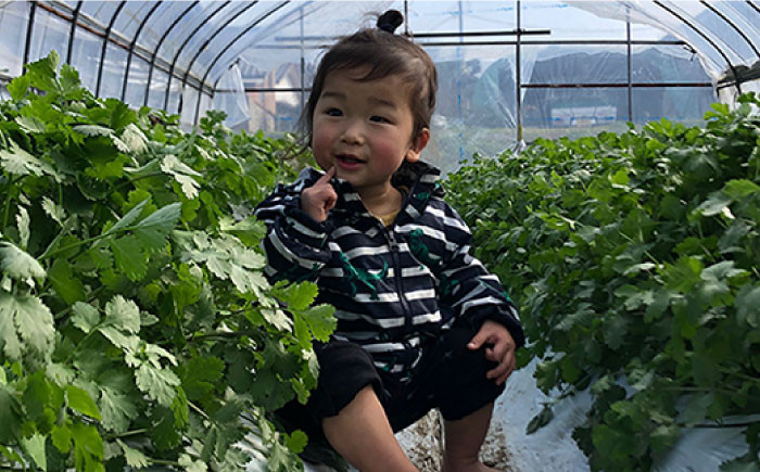 国産 パクチー エスニック アジアン オーガニック野菜
