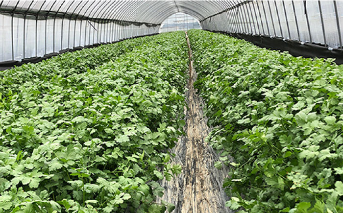 国産 パクチー エスニック アジアン オーガニック野菜