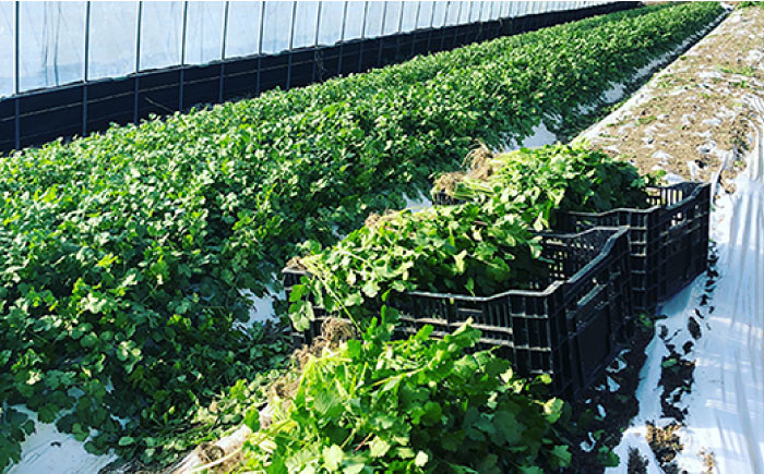 国産 パクチー エスニック アジアン オーガニック野菜