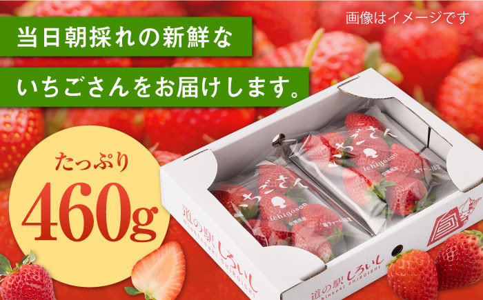 凛とした美しさと華やかな甘さをお届け