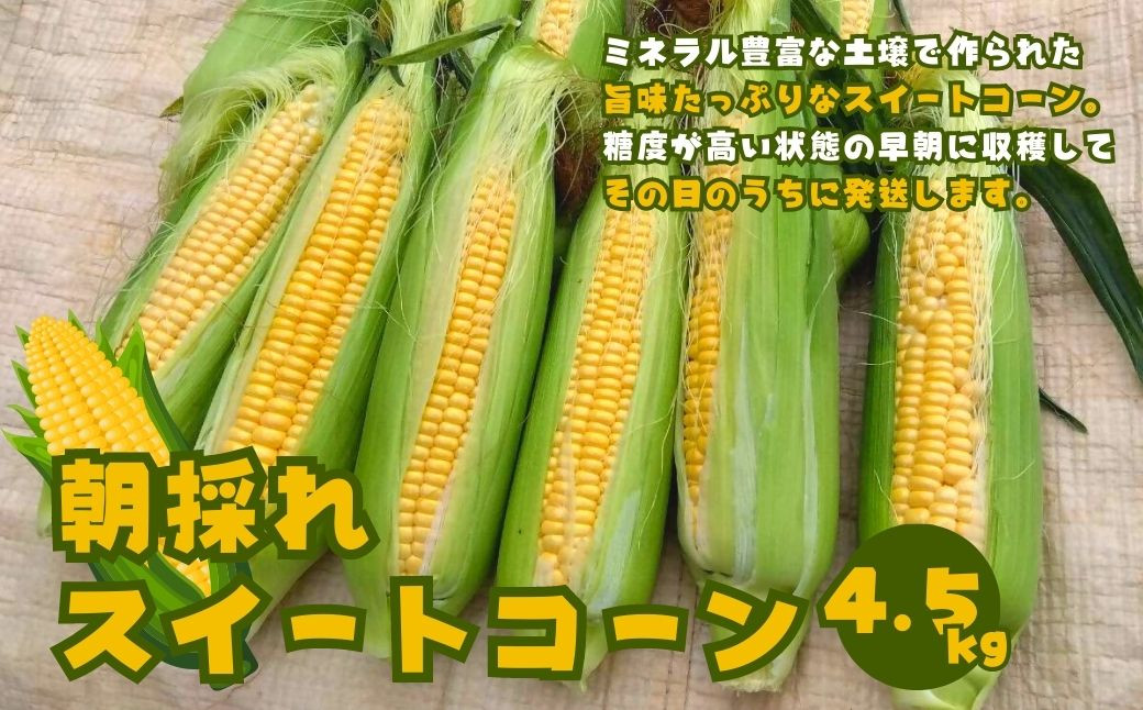 B-656 スイートコーン 4.5kg とうもろこし コーン 野菜 朝採れ