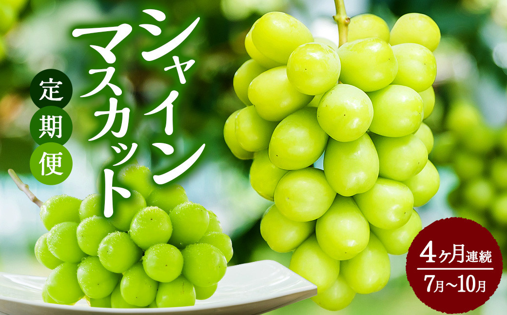 シャインマスカット 定期便 4ヵ月 約1.3kg×4回 合計約5.2kg