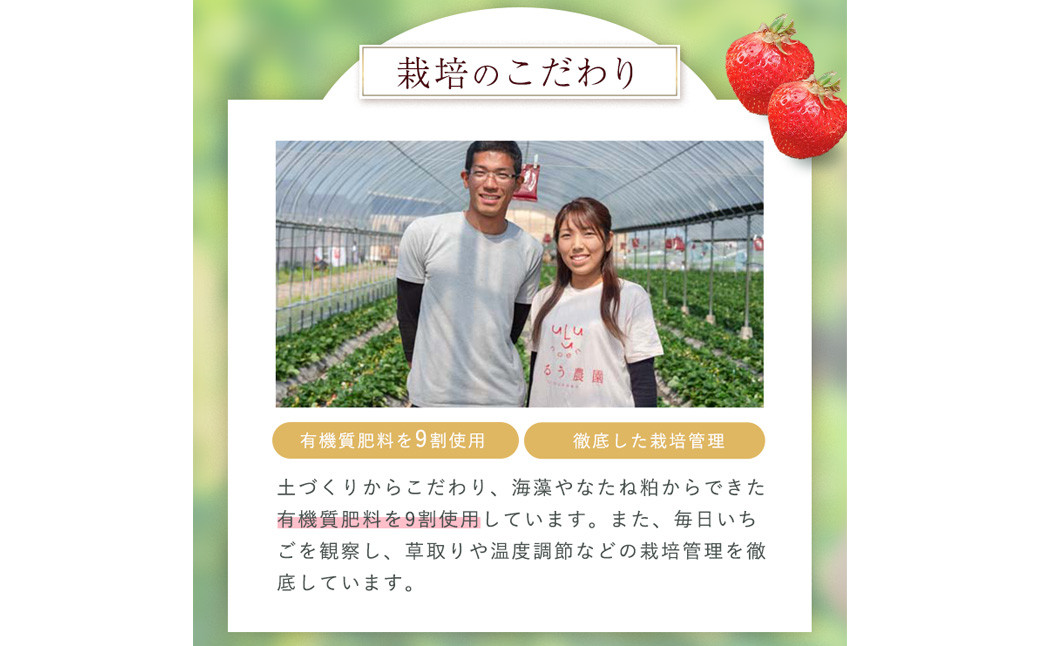 あまおうチーズケーキ いちご イチゴ 苺 フルーツケーキ 冷凍