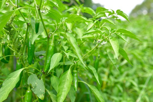 大自然の中で大事に育てられています。