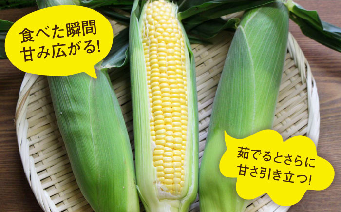 【期間限定】「果物みたいな甘さ」と「柔らかい粒」がぎっしり詰まったとうもろこし！