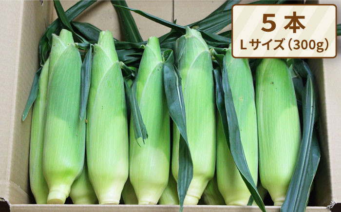 「果物みたいな甘さ」と「柔らかい粒」がぎっしり詰まったとうもろこしです！！