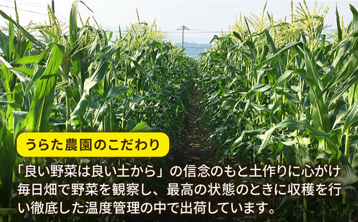 【期間限定】「果物みたいな甘さ」と「柔らかい粒」がぎっしり詰まったとうもろこし！
