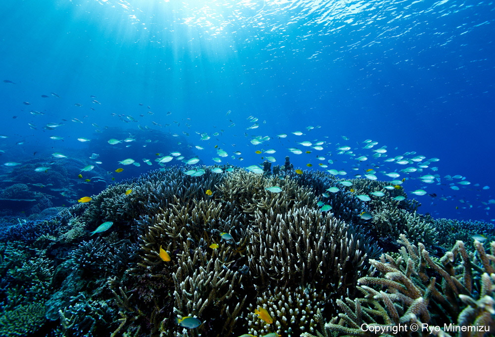 Shallow coral reefs and fishes(A3W) お届けするパネルの写真です