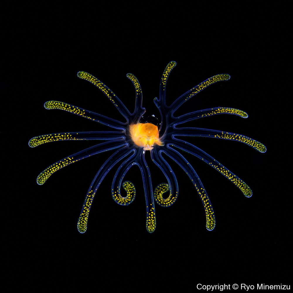 Veliger larva(スクエア30)お届けするパネルの写真