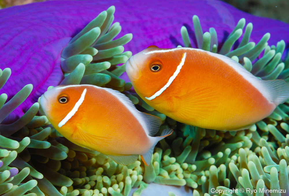 Pink anemonefish(A3W)お届けするパネルの写真です