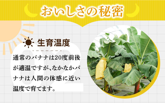 フルーツ 甘い プレゼント 贈り物 バナナ ばなな 果物 フルーツ