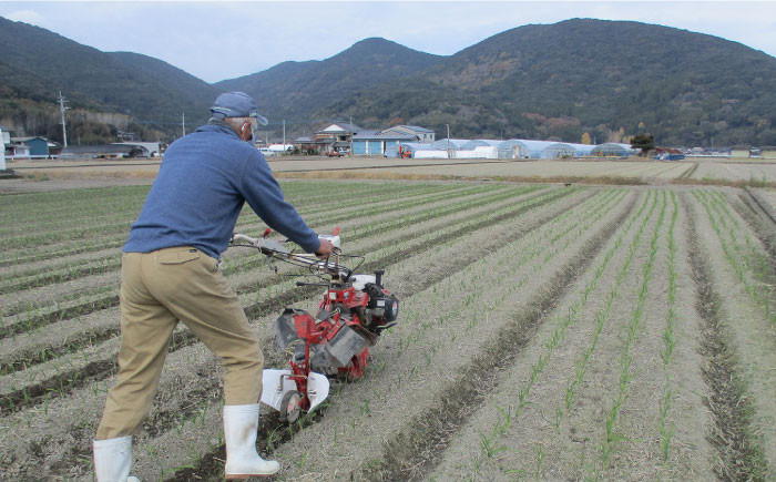 佐賀県白石町よりこだわりにんにくをお届け！