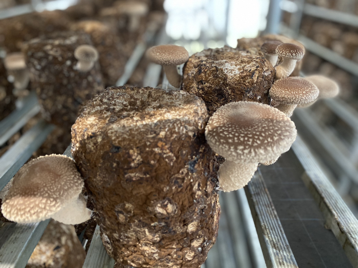 北海道産菌床を使用したしいたけはかさが肉厚で軸が太く、濃厚な味が特徴です！