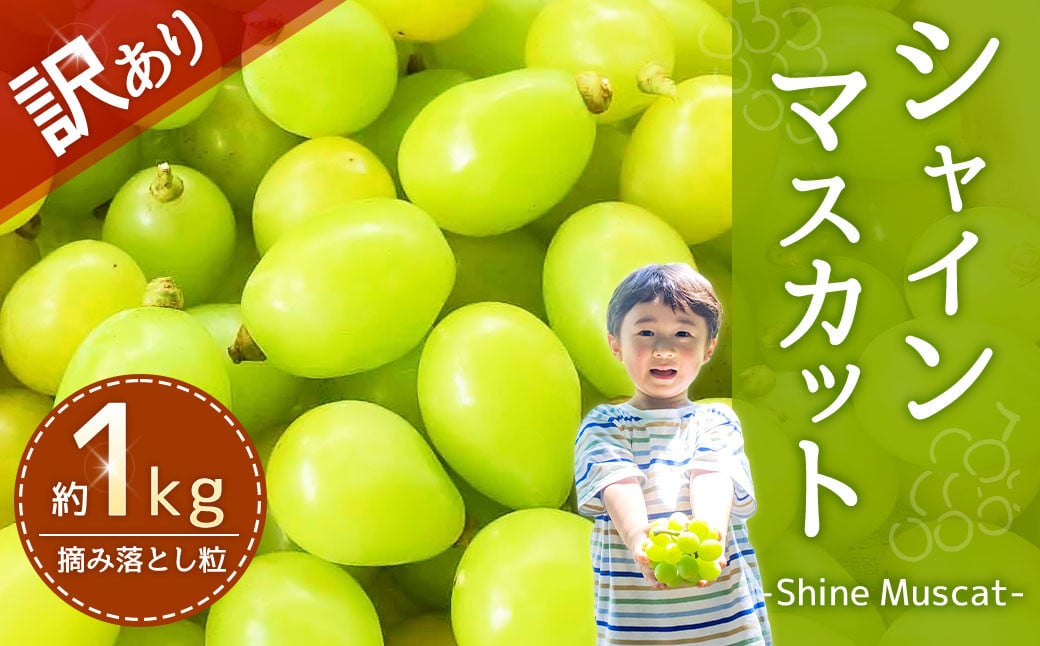 【訳あり品】福岡県産シャインマスカット 摘み落とし粒 約1kg