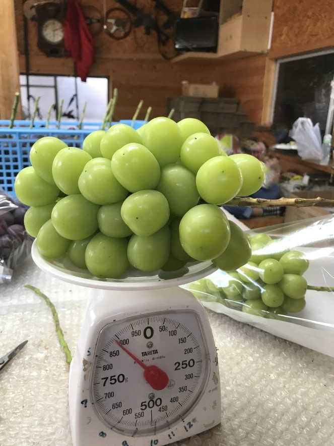 お届けするシャインマスカットは、約800gです（写真のぶどうは一例です）