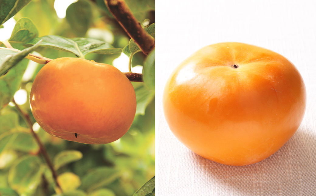 福岡県産 博多秋王【優等品】 約1.75kg以上(6玉入り)