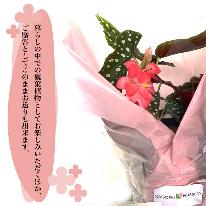 日陰で栽培可能、明るい窓辺や戸外の玄関先などで栽培可能な植物です。