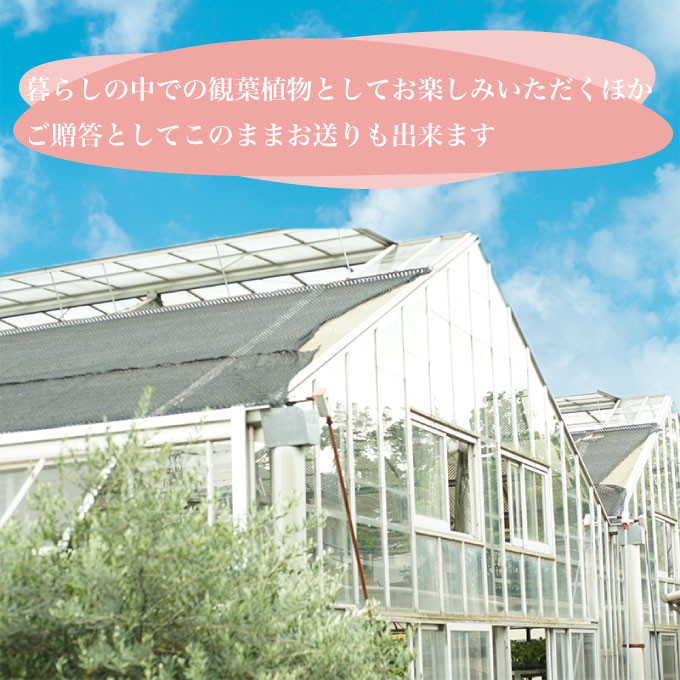 暮らしの中での観葉植物としてお楽しみいただくほか、ご贈答としてこのままお送りも出来ます。